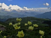 75 Pulsatilla alpina sulphurea (Anemone sulfureo) con vista sui Piani dell'Avaro